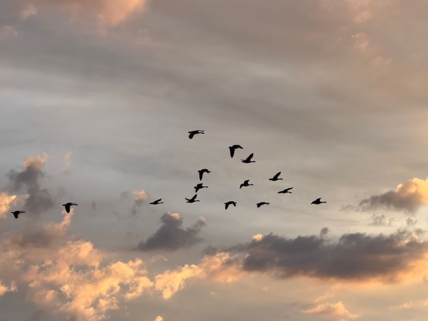 Overcoming Data Migration Challenges in Workday Deployments