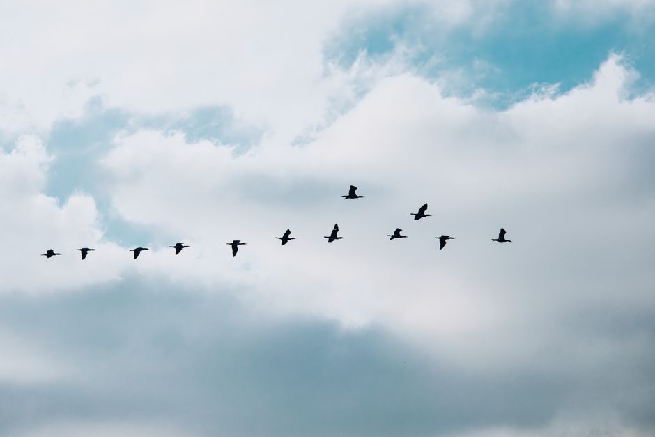 Cloud Data Migration for Enterprise HCM: A Strategic Guide